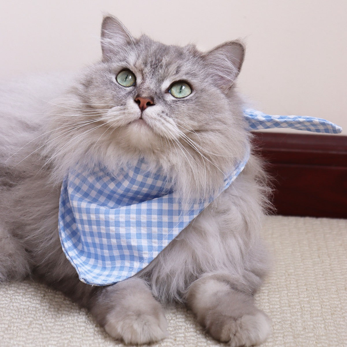 Cat And Dog Bandana
